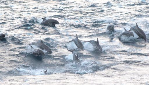 bottlenose dolphins and false killer whales