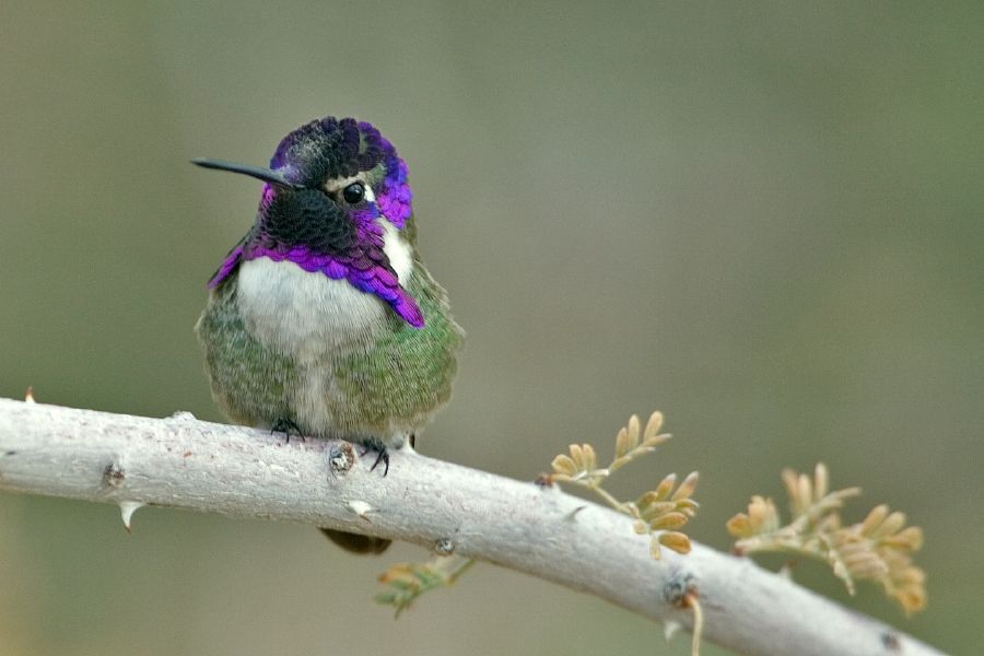 Male Costa's hummingbird