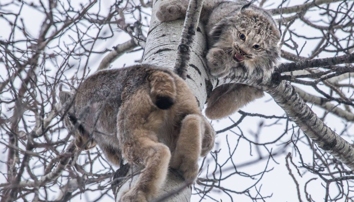 Lynx in treetop