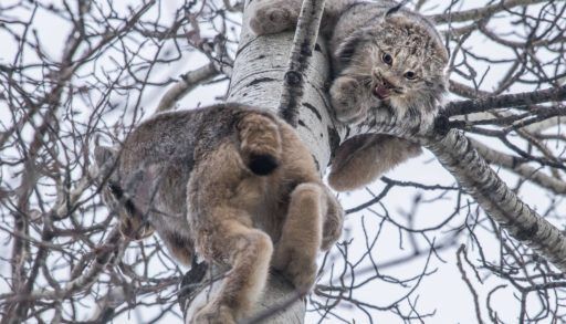 Lynx in treetop