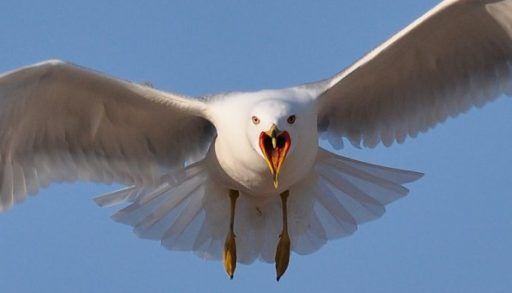 Swooping seagull