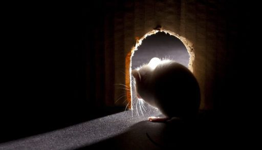 mouse-peering-out-of-interior-hole