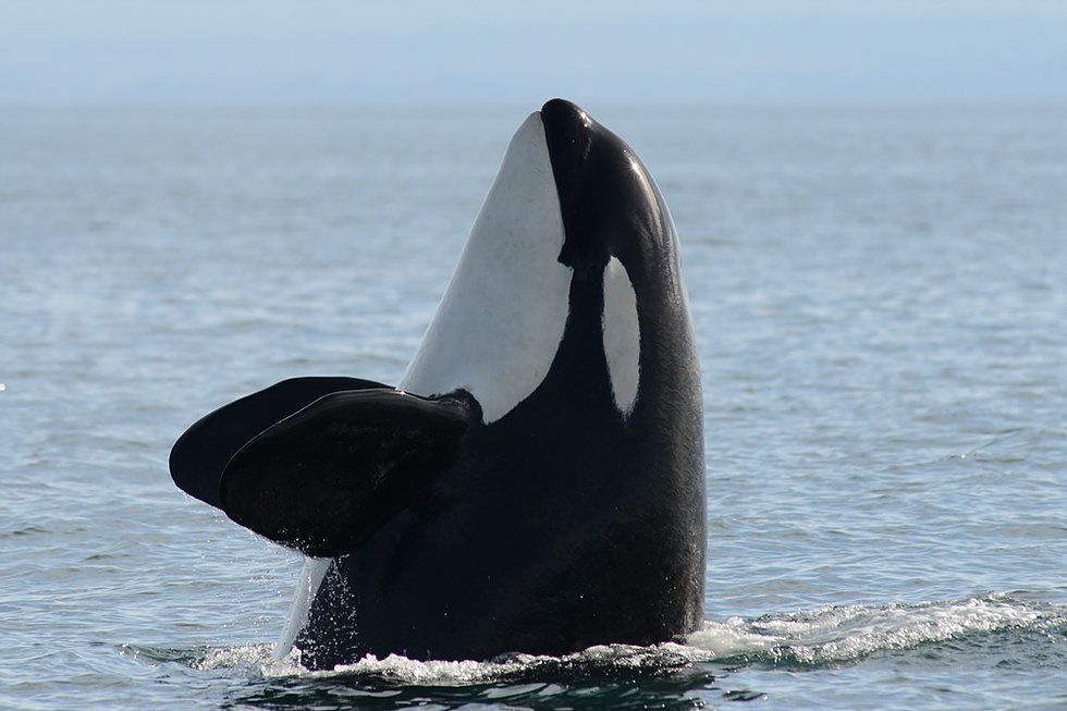 A southern resident killer whale emerging from the water