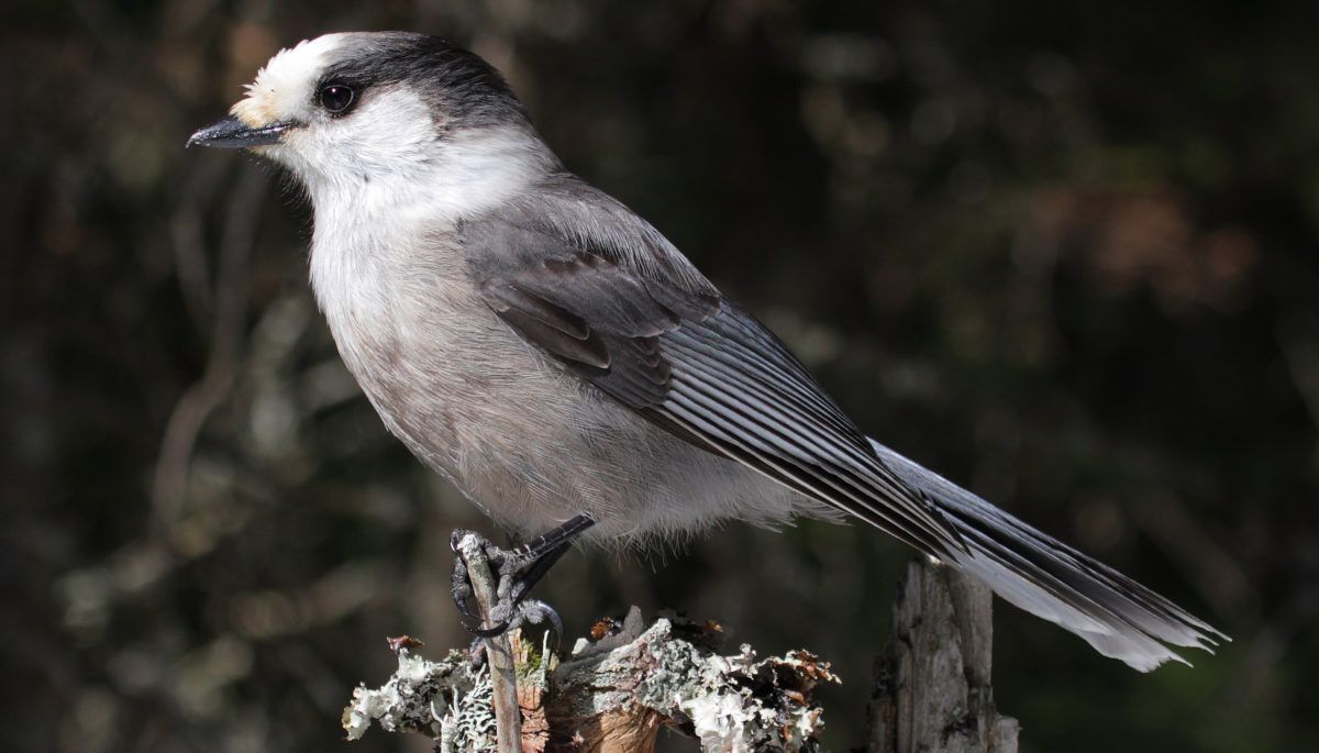 Gray jay