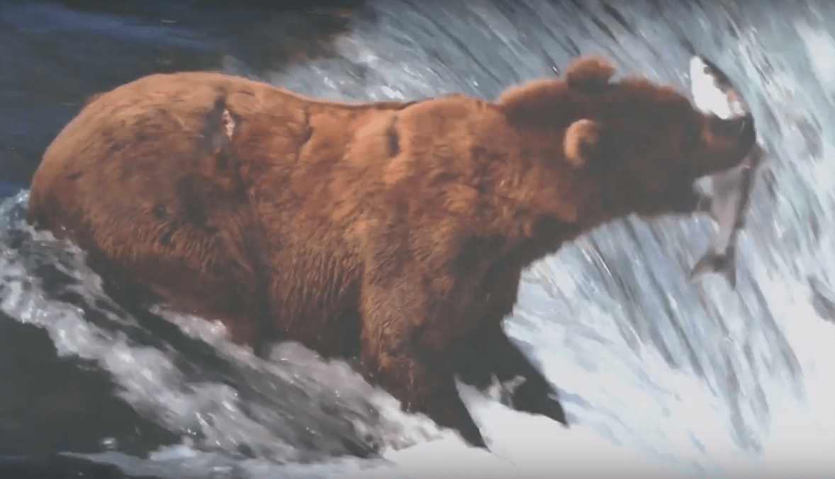 cottagers and steelhead salmon