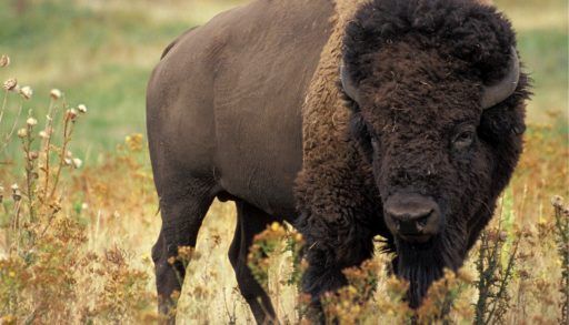 A wood bison