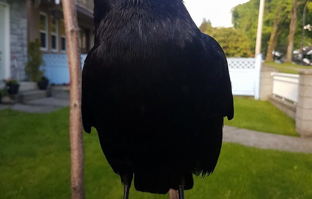 Canuck the crow