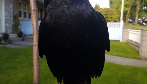 Canuck the crow