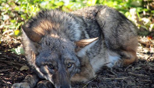 Coyote curled up on ground