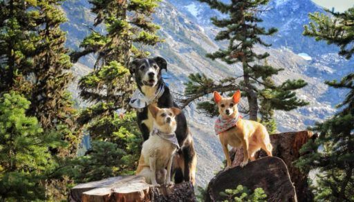 Dogs in Joffre Lakes Park