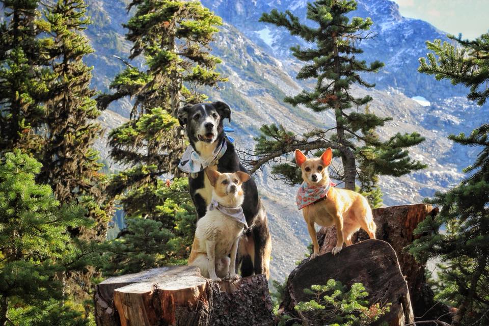 Dogs in Joffre Lakes Park