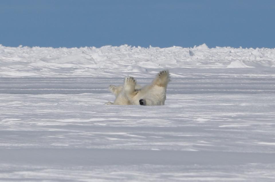 Polar bear rolling in snow