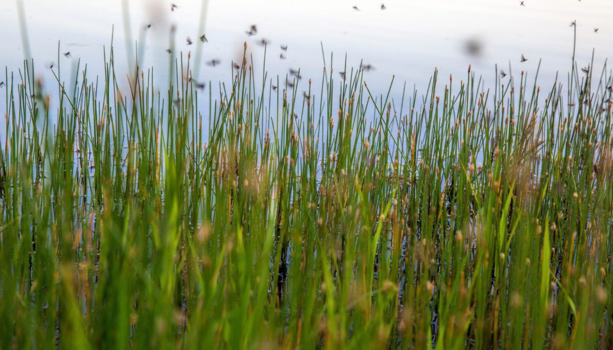 mosquitos-flying-in-marsh