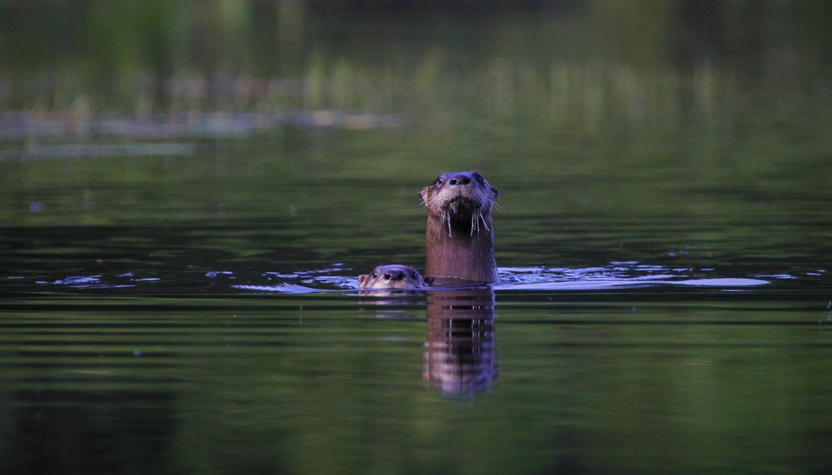 river-otters-swimming-up-river