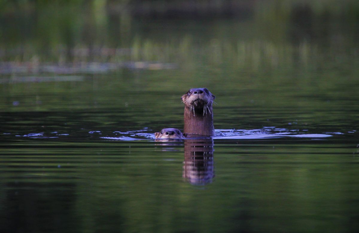 river-otters-swimming-up-river