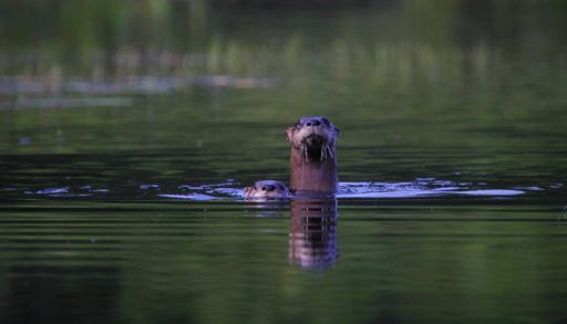 river-otters-swimming-up-river