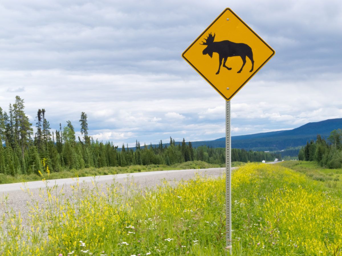 moose crossing sign