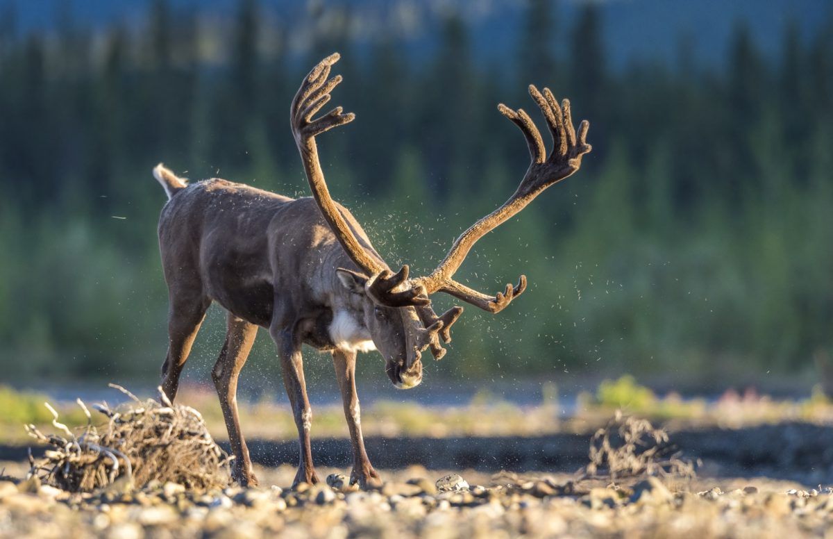 Caribou shaking off water