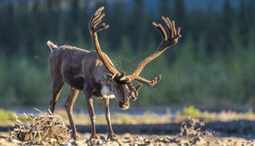 Caribou shaking off water