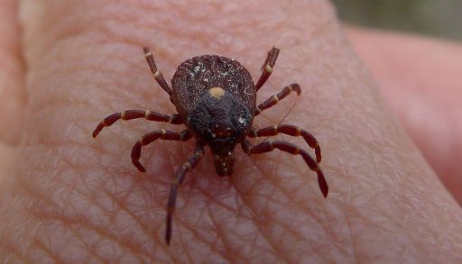 Tick on human skin