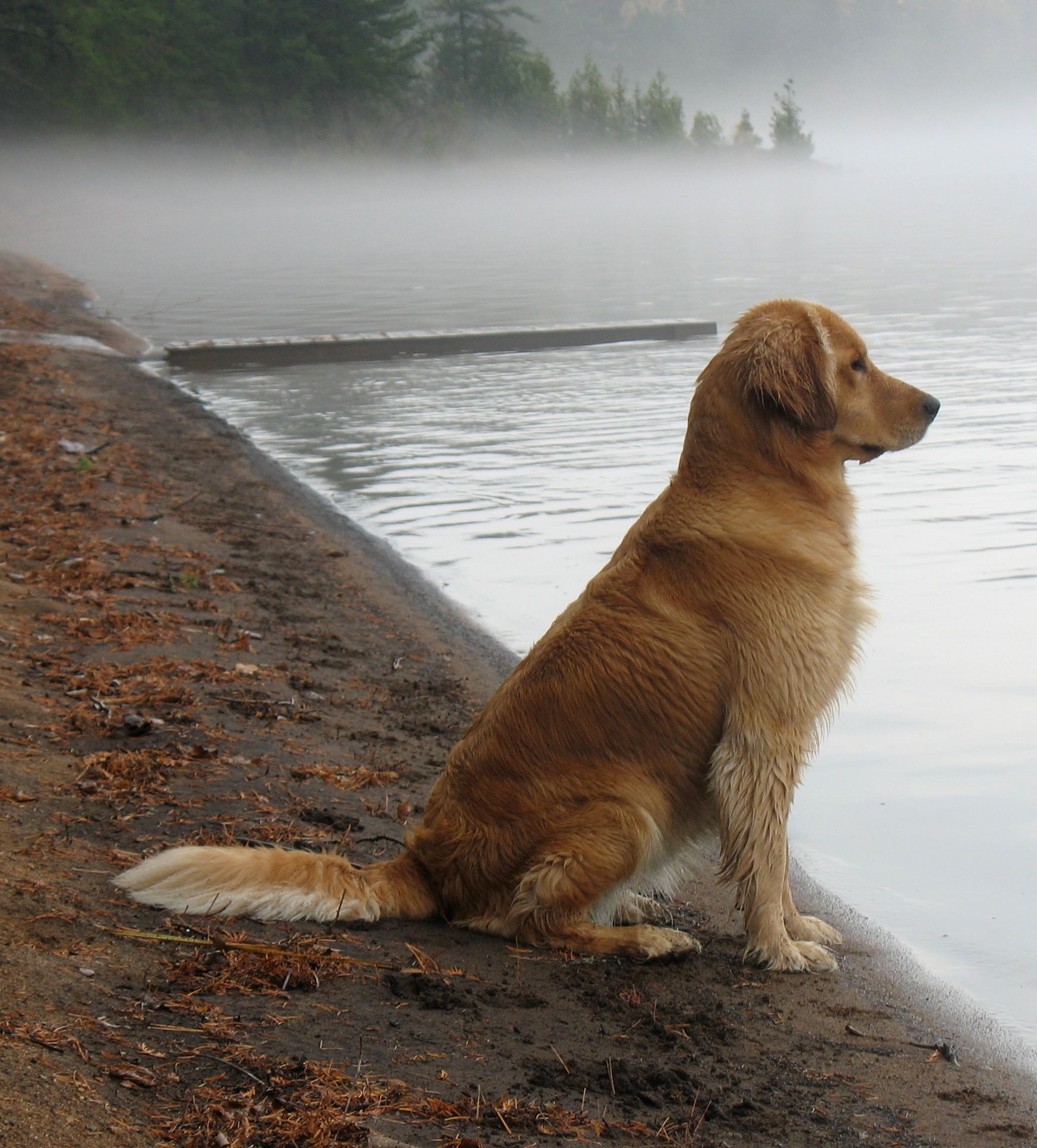 Poppy meets the lake