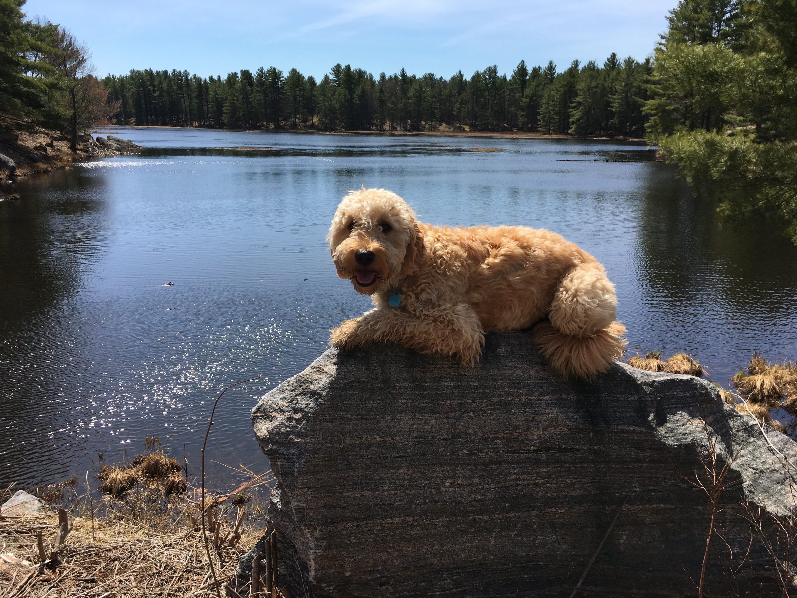 Dood on a rock