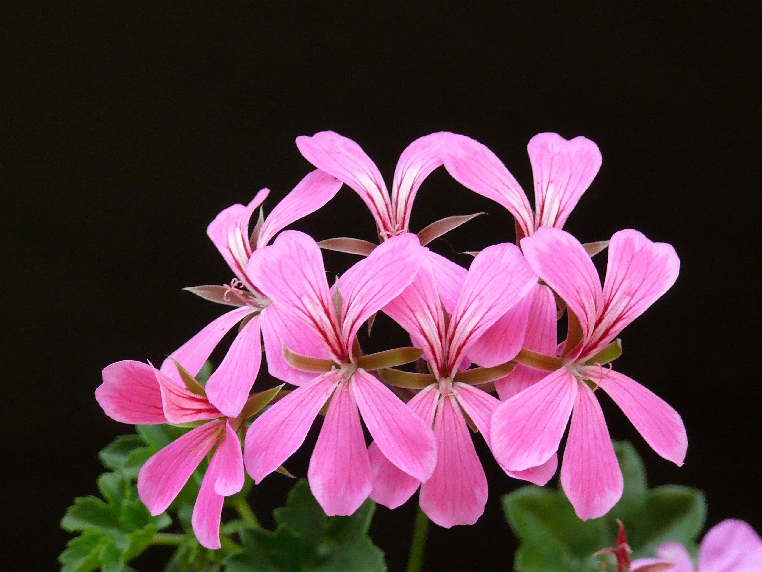 Geraniums