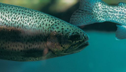 Trout underwater