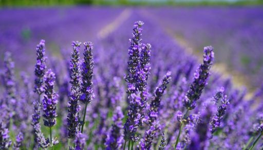Field of lavender