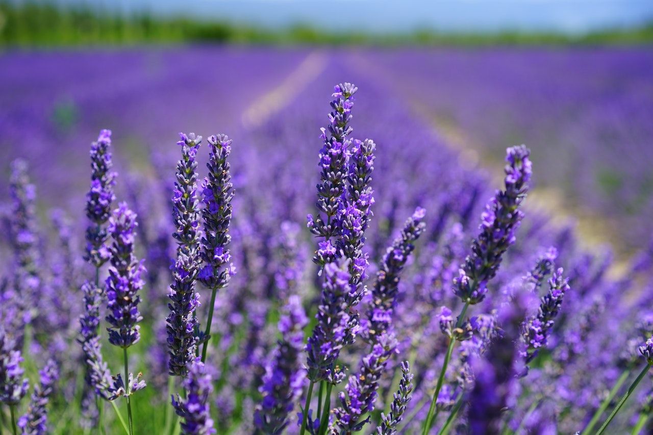 Field of lavender