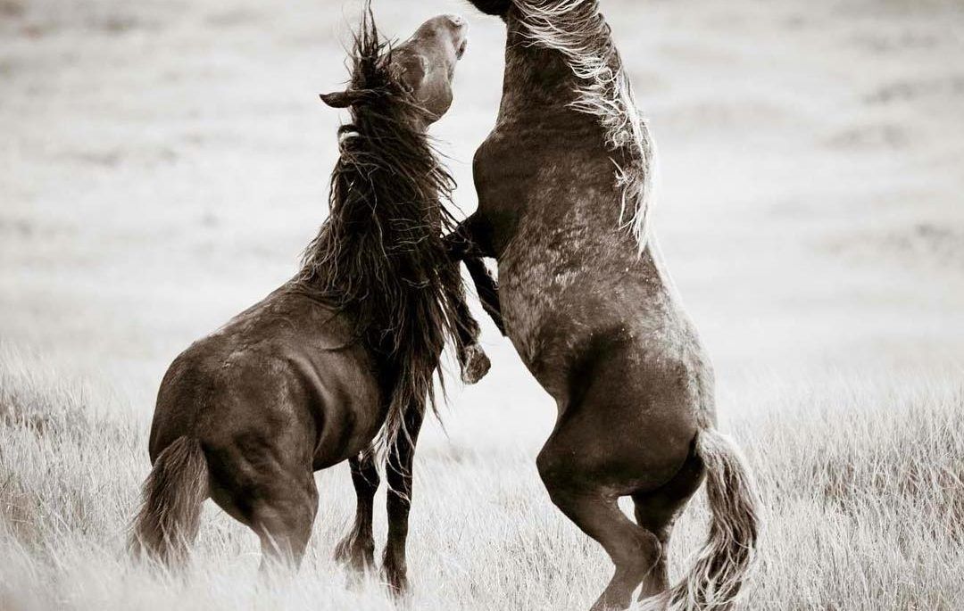 Wild horses of Sable Island