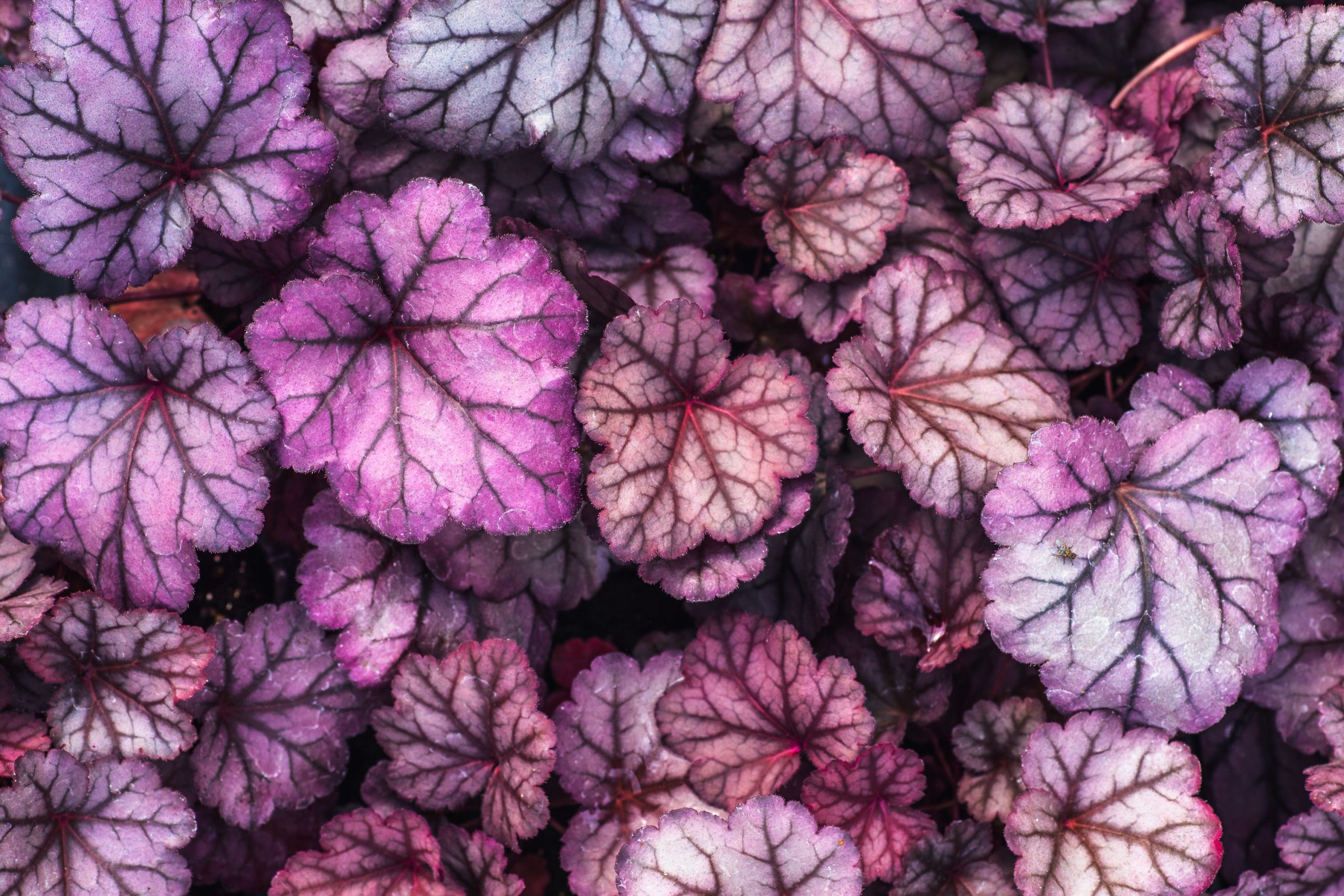 Heuchera