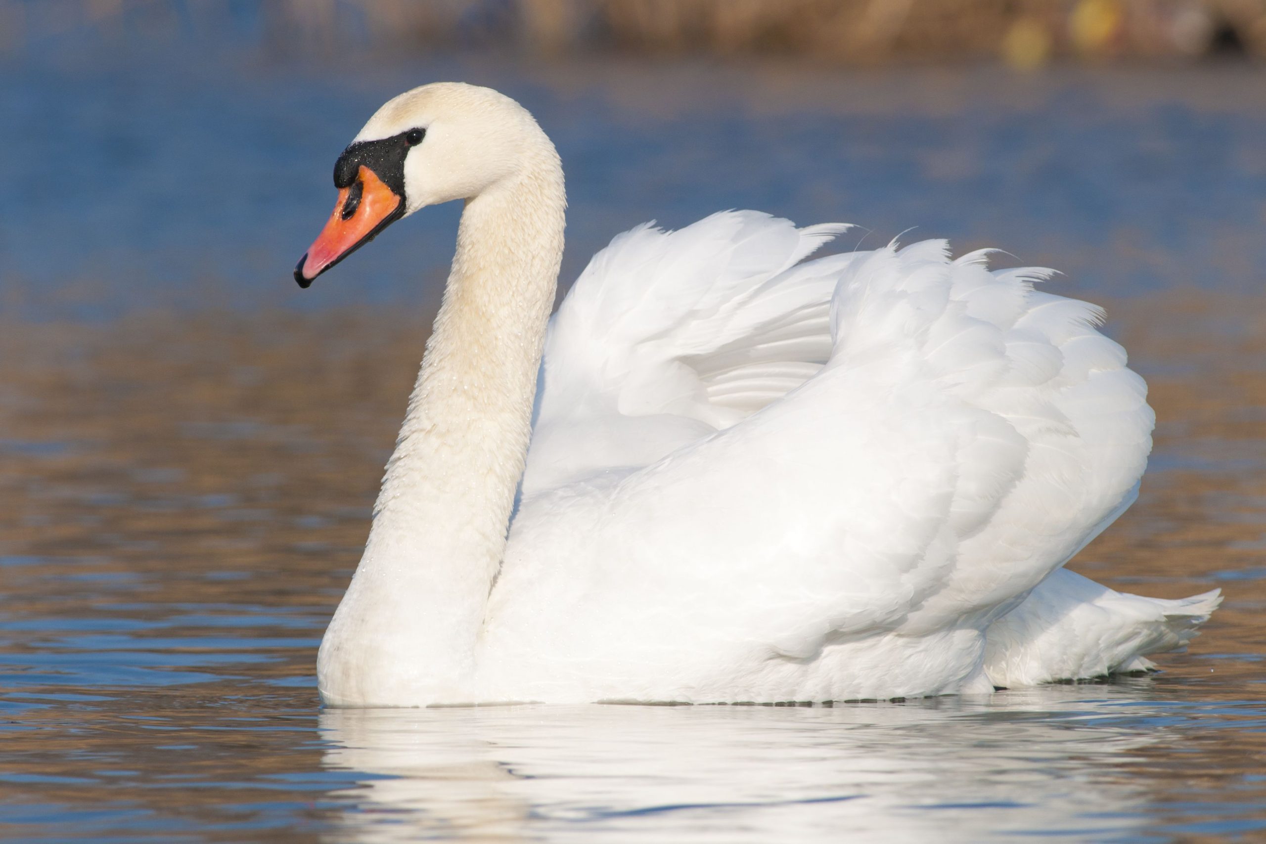 Mute-swans