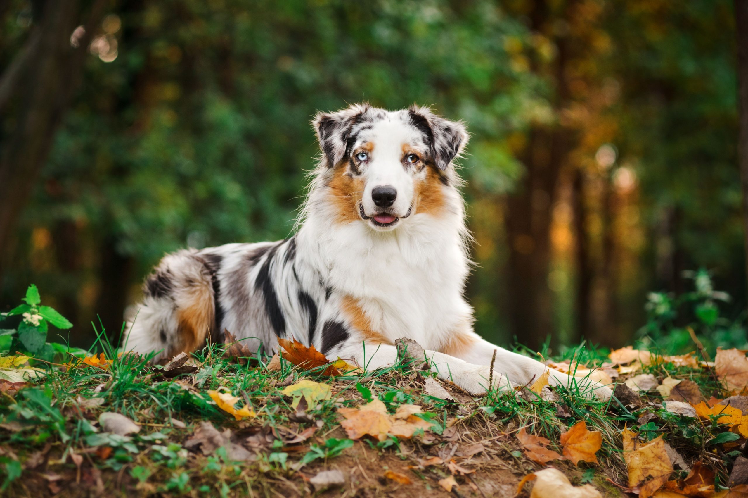 Australian-Shepherd