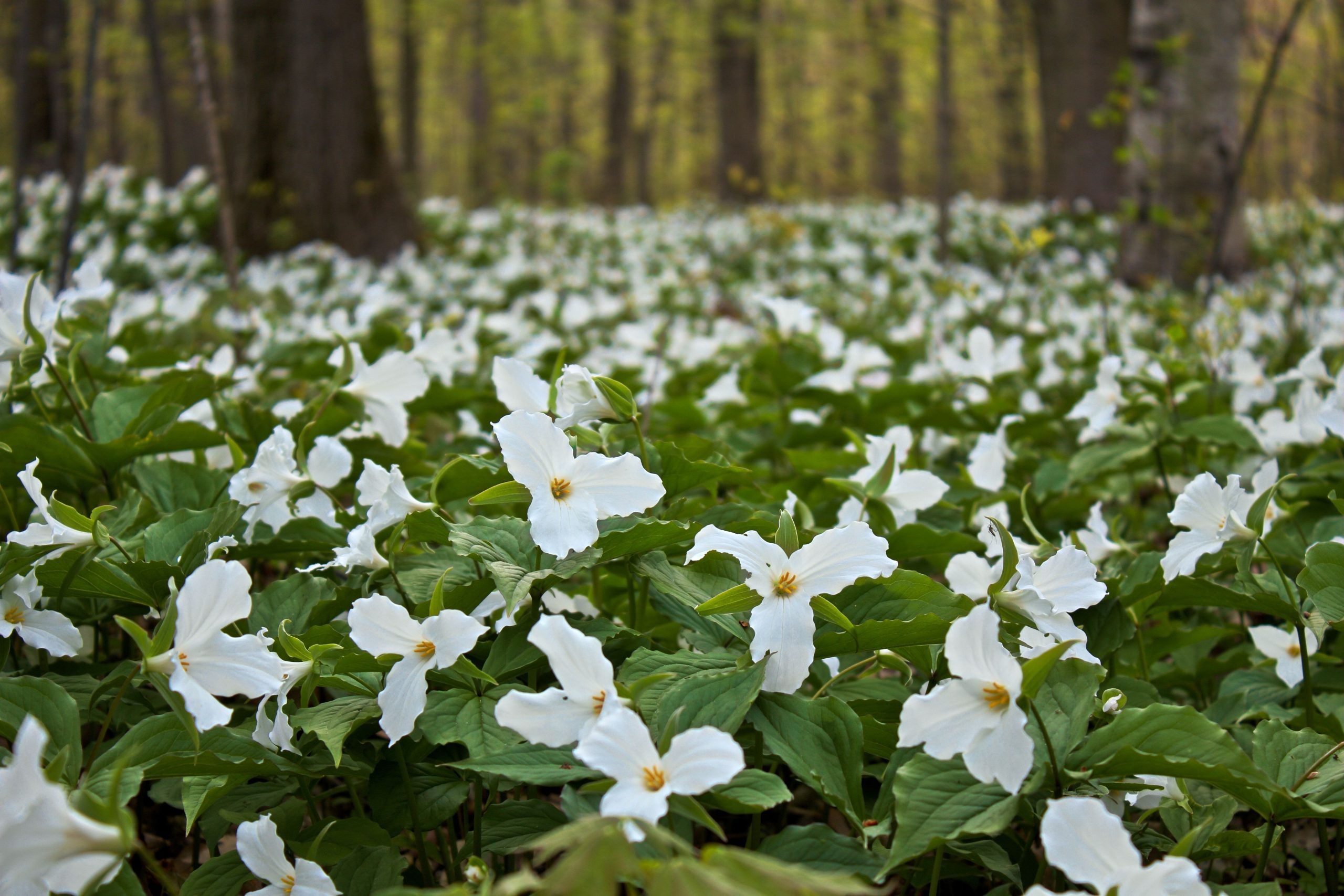 Trillium-grandiflorum