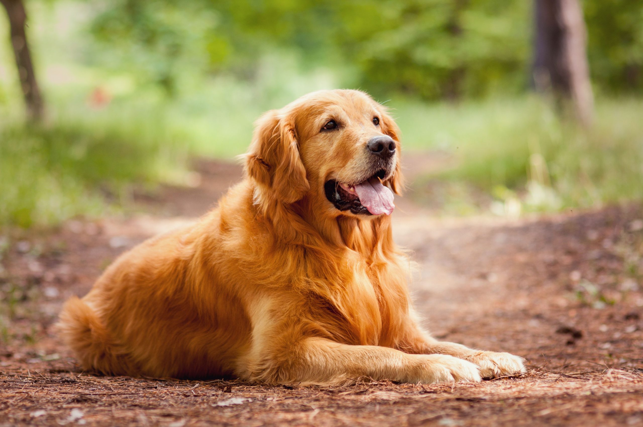 Golden-Retriever