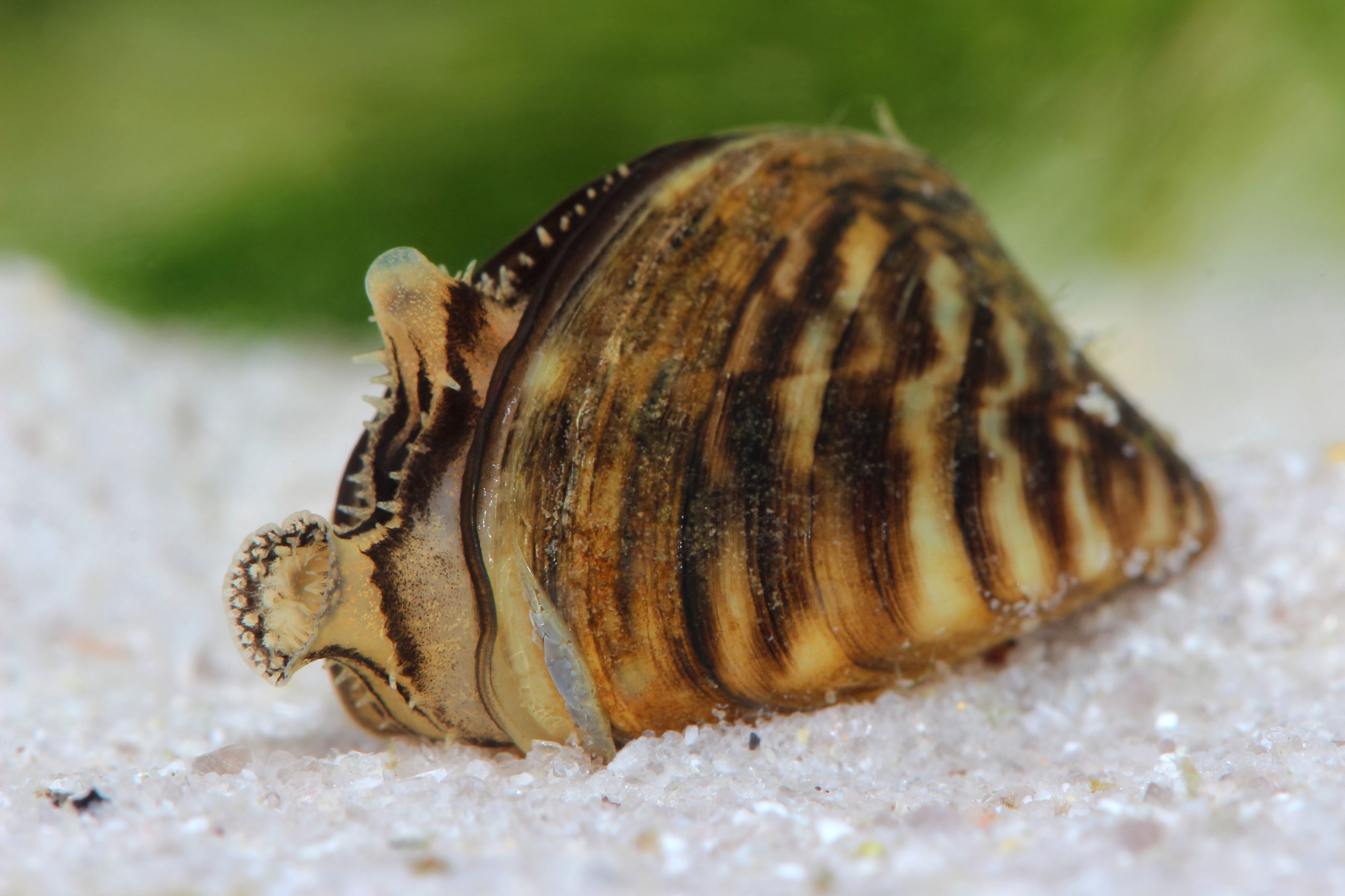 Zebra-and-quagga-mussels