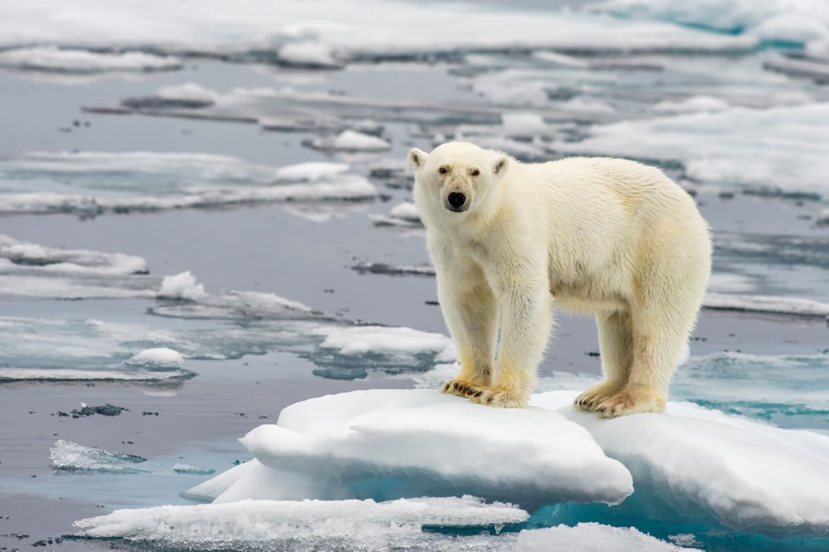 Polar-bear-on-melting-ice