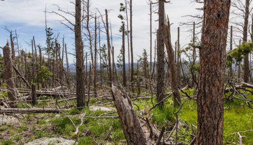 Trees-ravaged-by-beetles