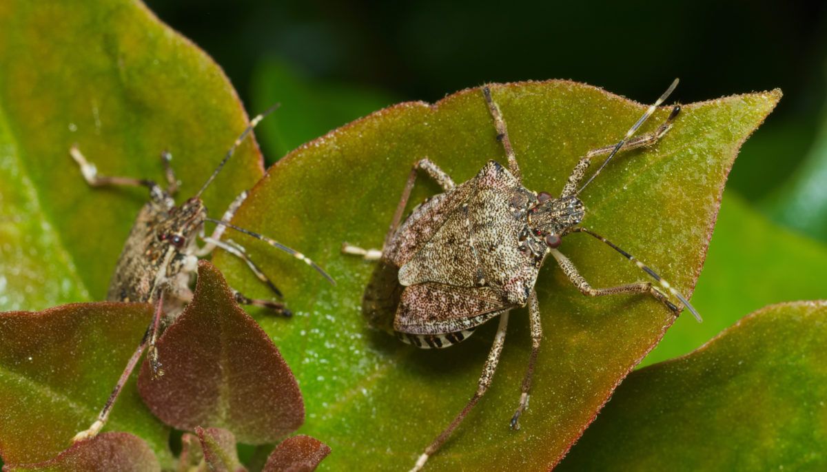 Brown-marmorated-stink-bug