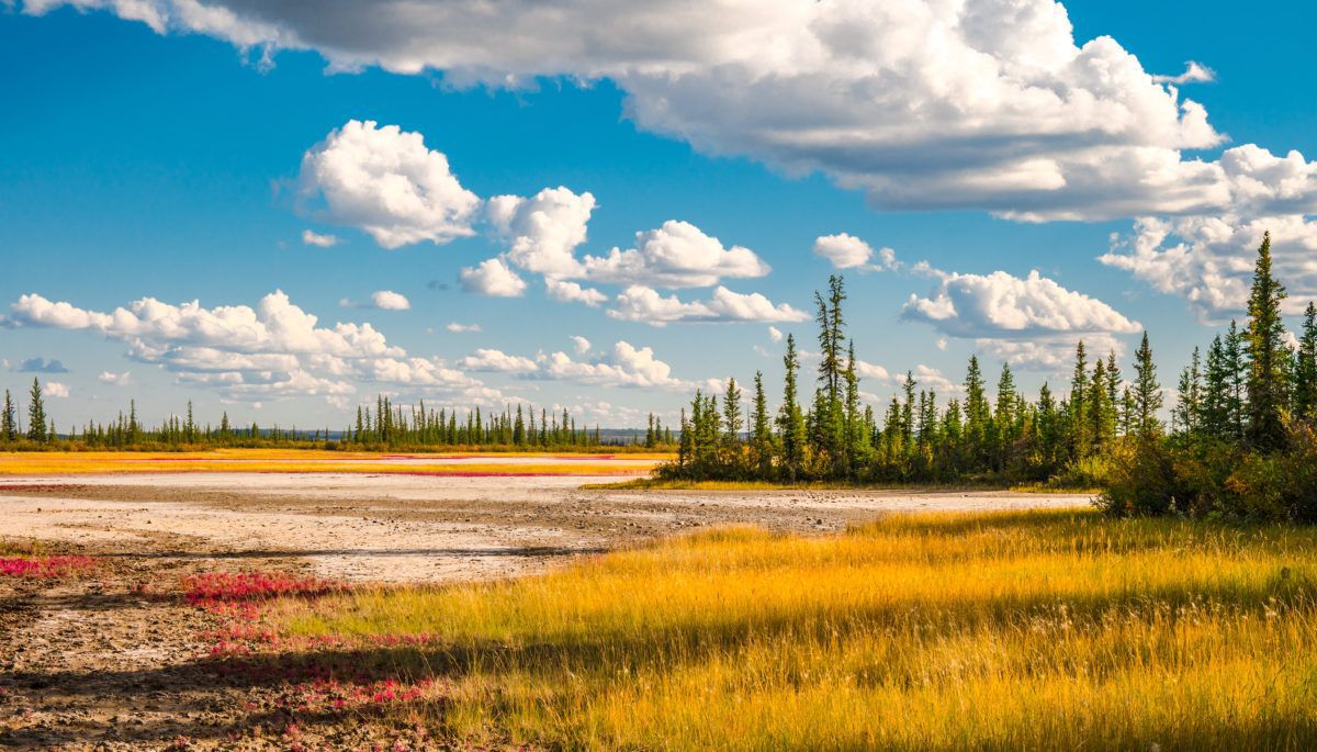 Wood-buffalo-national-park