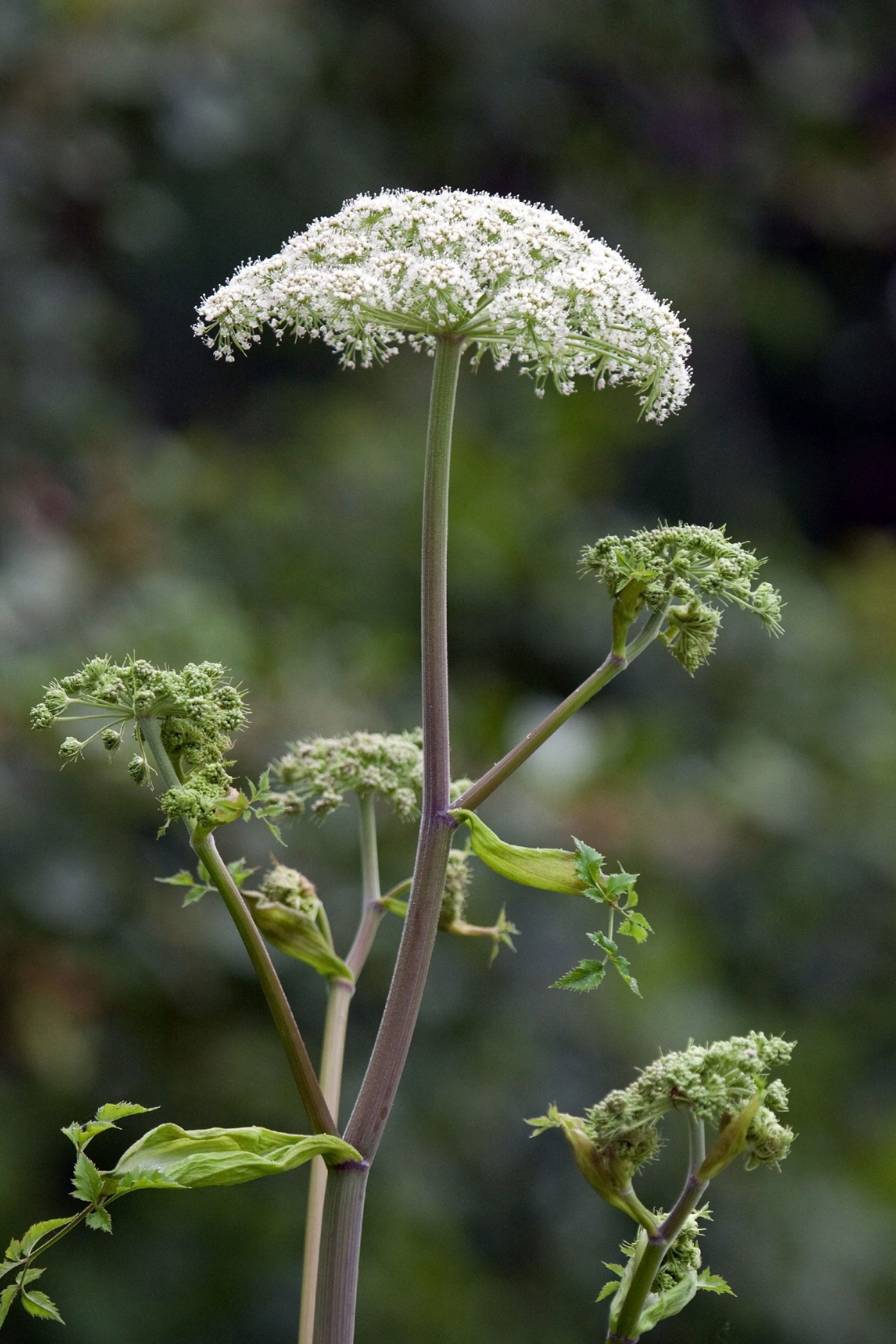 Giant-hogweed