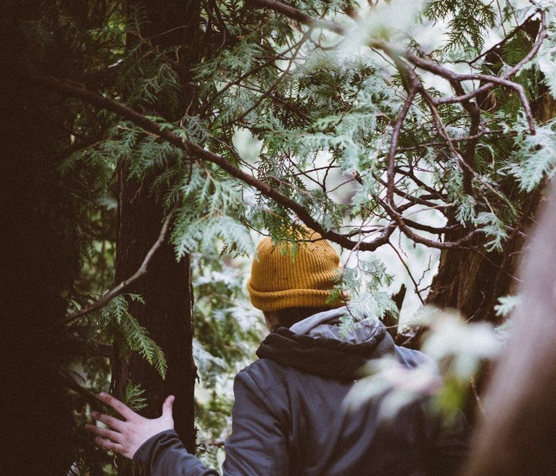 Person going into the woods