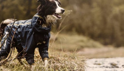 Dog in Hurtta "combat suit"