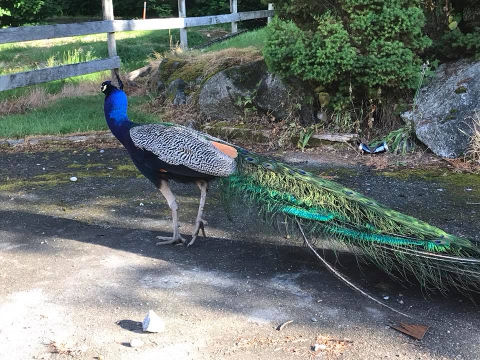 Peacock in Surrey