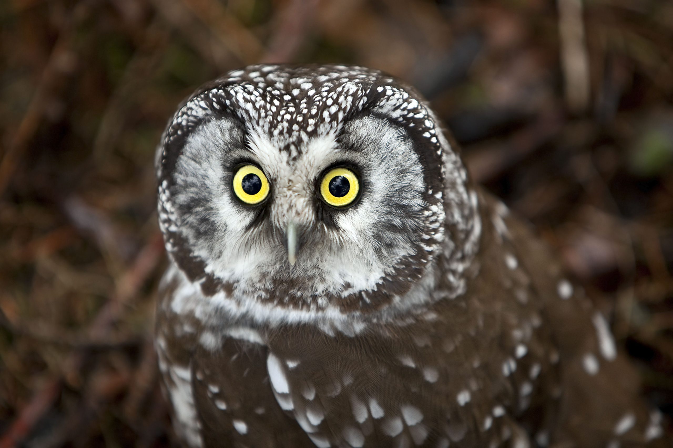 boreal owl