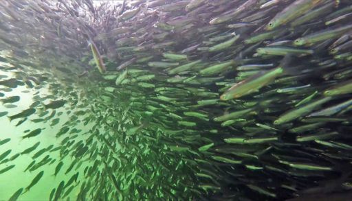 a-school-of-emerald-fish