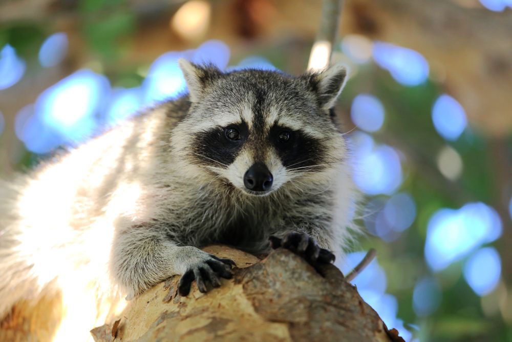 A raccoon sits on a branch