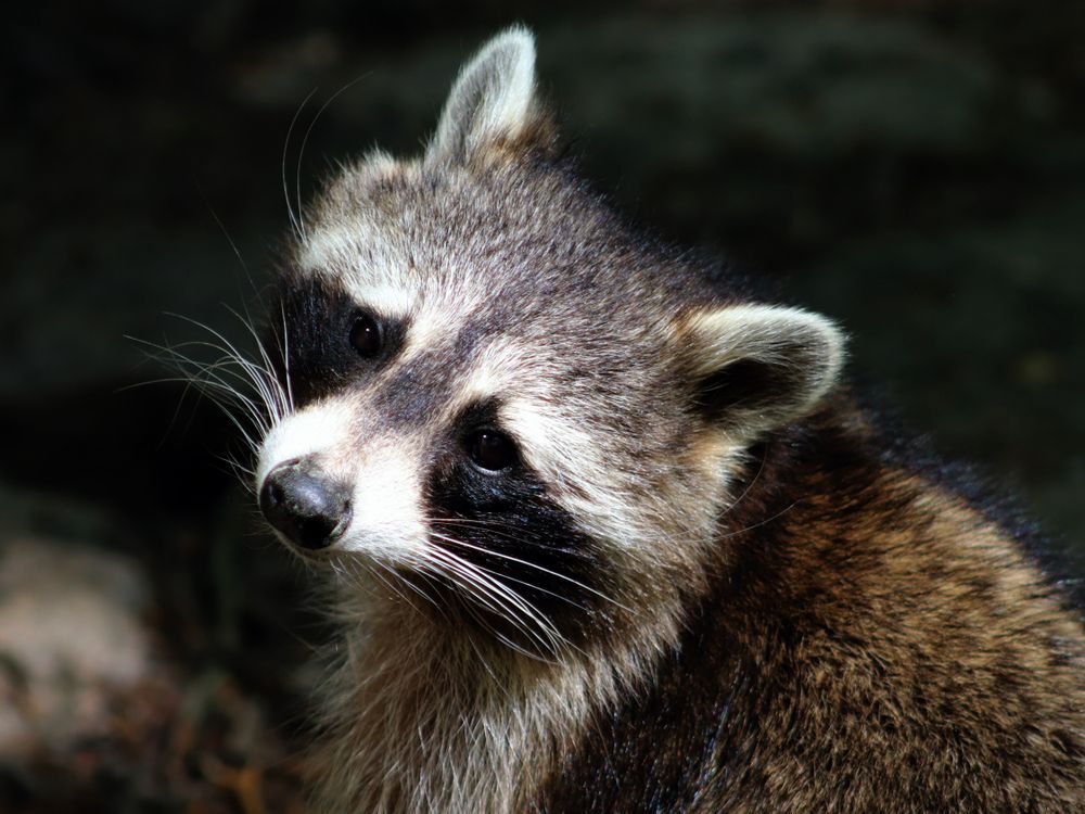 A close-up of a raccoon's face