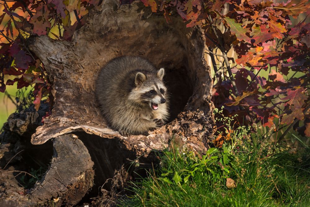 A raccoon in a hollow log